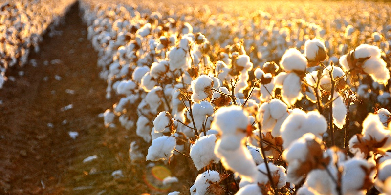 campo de algodón orgánico